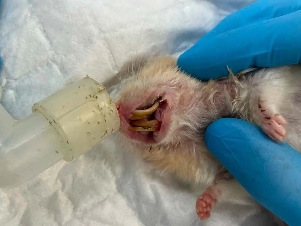 Фото: Ветеринарная клиника Раденис