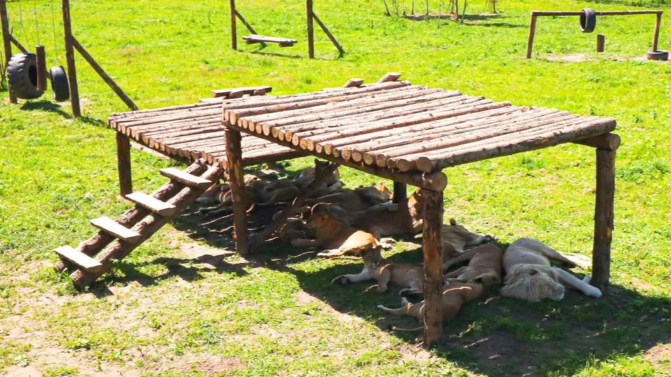 Фото: МедиаБанк Подмосковья/Данила Кирьянов