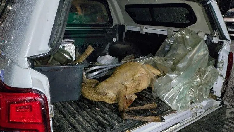 В Раменском округе задержали браконьера, нелегально добывшего косулю