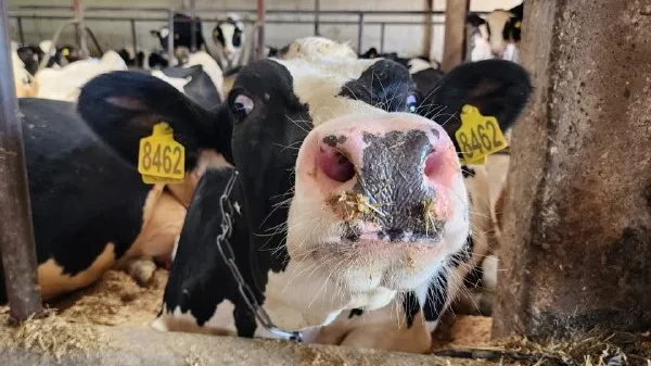 Фото: МедиаБанк Подмосковья/Ксения Пашуто