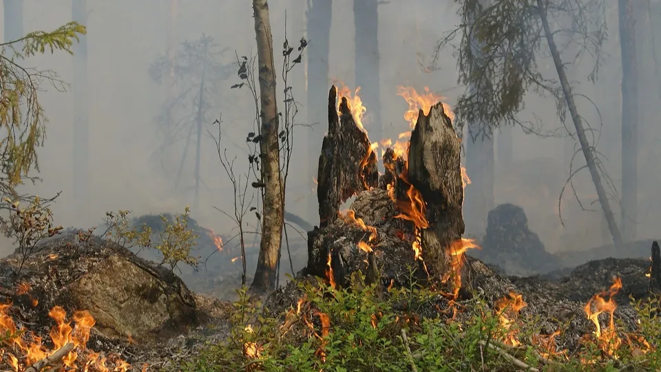 Фото: pxhere.com