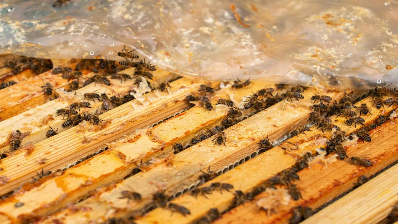 медиасток.рф