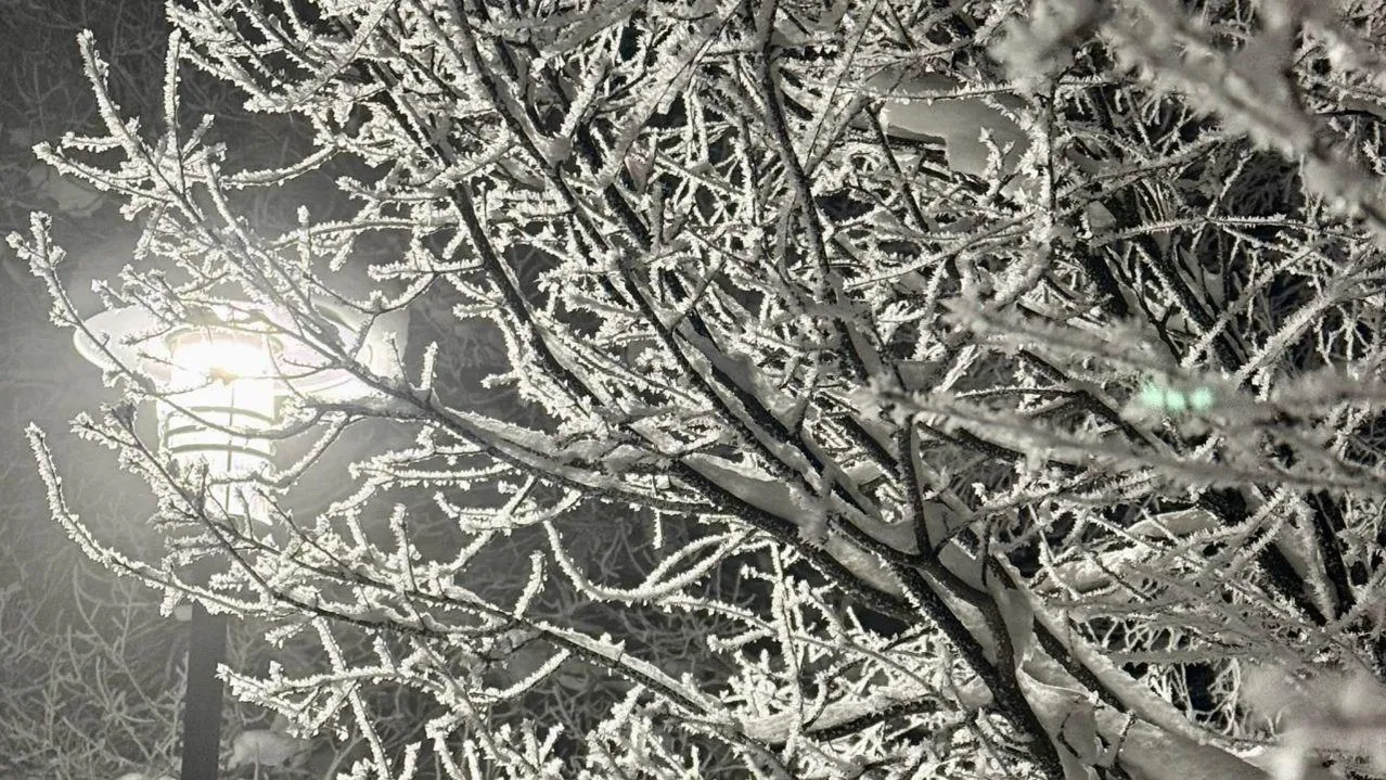 Марина Алифанова