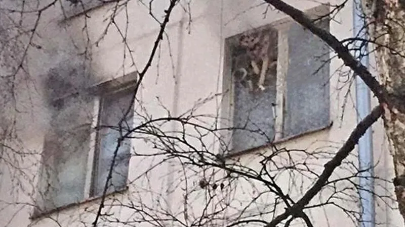 Тринадцать кошек и двух собак вытащили пожарные из квартиры в Одинцово