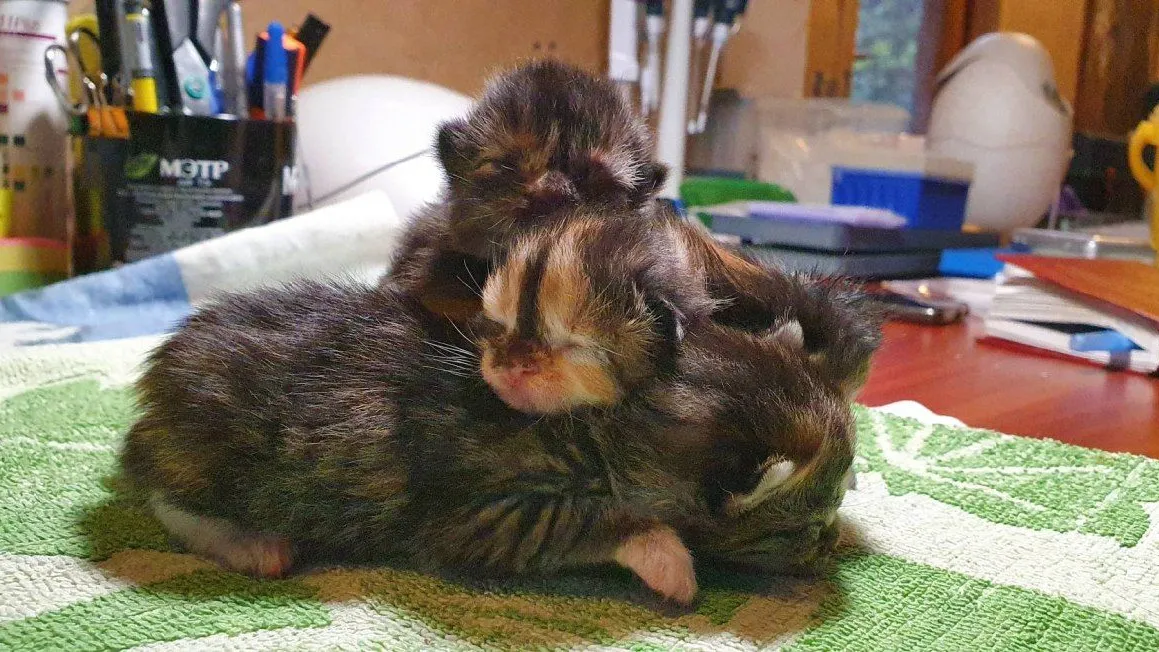 Фото: ИПЭЭ РАН