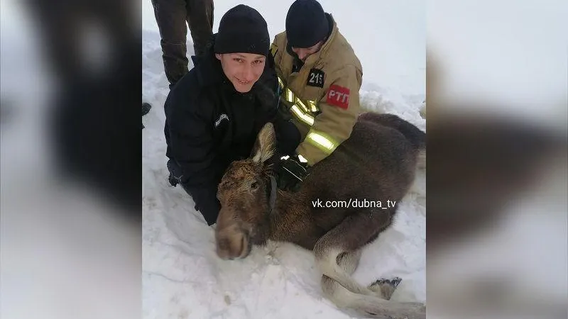 Молодую лосиху, провалившуюся под лед, реанимировали подмосковные спасатели