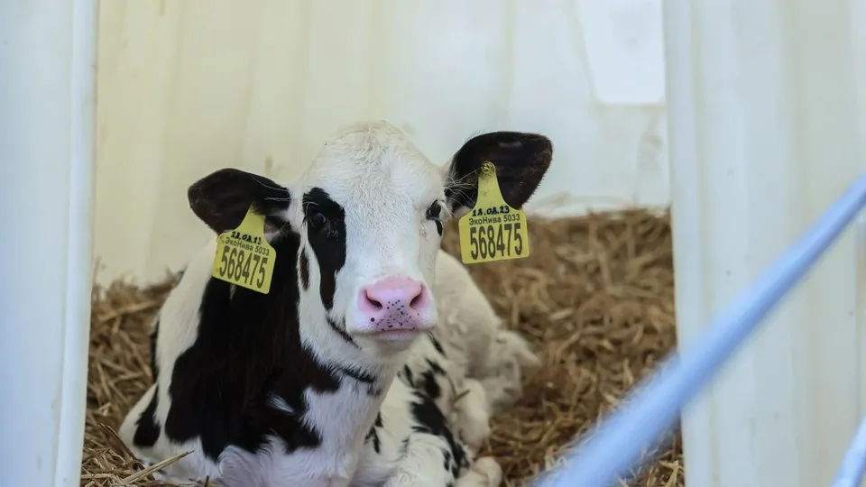 Фото: медиасток.рф