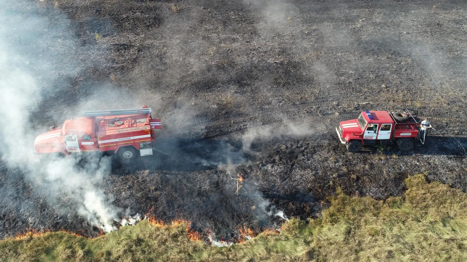 Фото: Комитет лесного хозяйства Московской области
