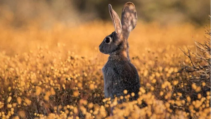А.И. Ульянов