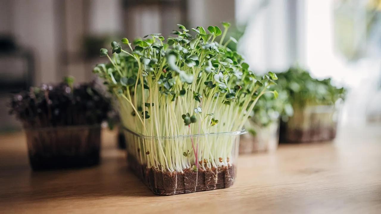 istockphoto.com/South_agency