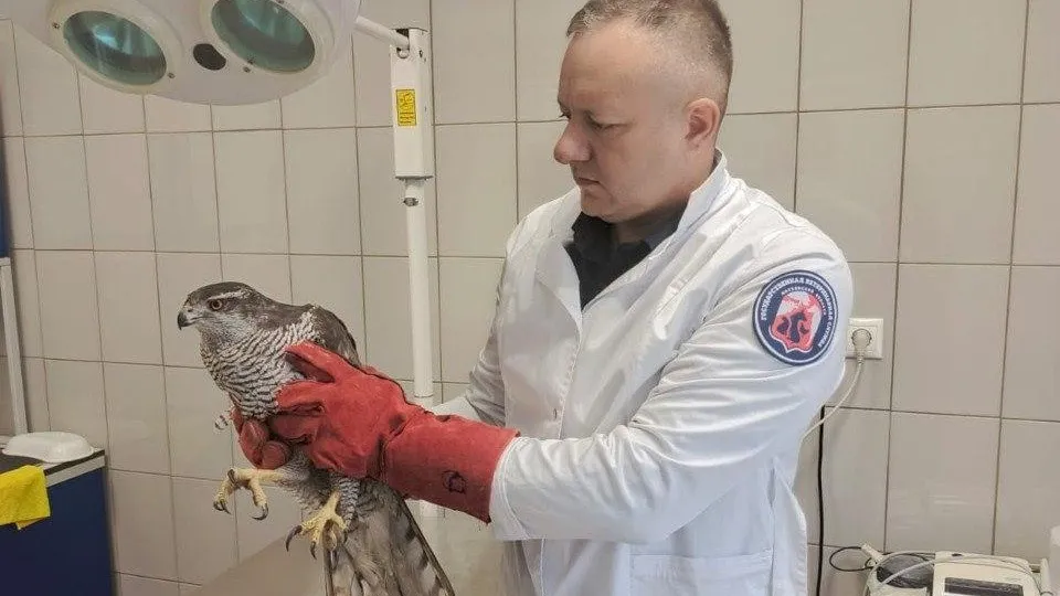 Подмосковные ветеринары провели осмотр ястреба, найденного на парковке