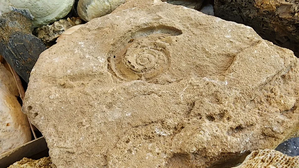 Фото: МедиаБанк Подмосковья/Андрей Семибратов