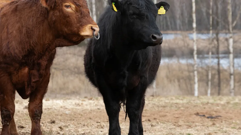 Фото: istockphoto.com/Traimak_Ivan