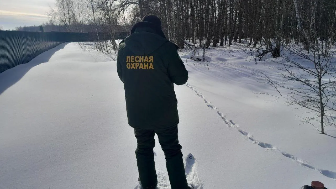 В Подмосковье с начала года выявили 186 нарушений лесного законодательства