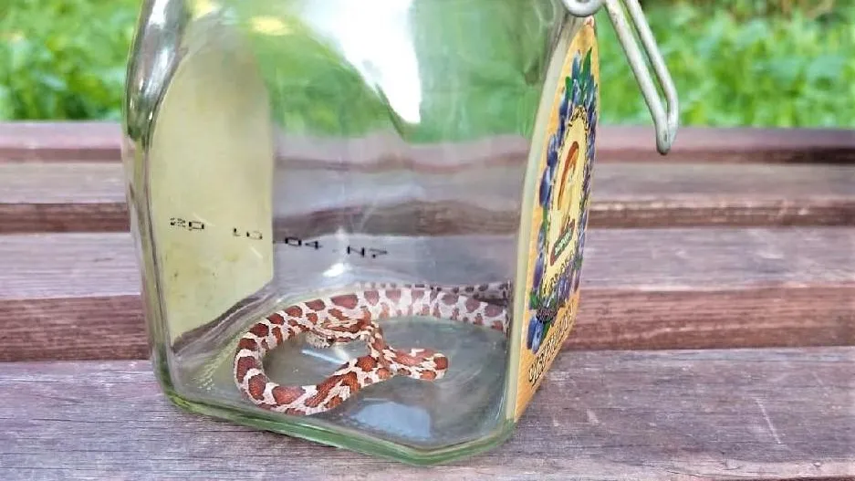 Фото: ГКУ МО «Мособлпожспас»