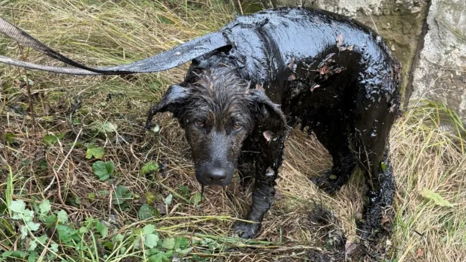 Фото: ГКУ МО «Мособлпожспас»