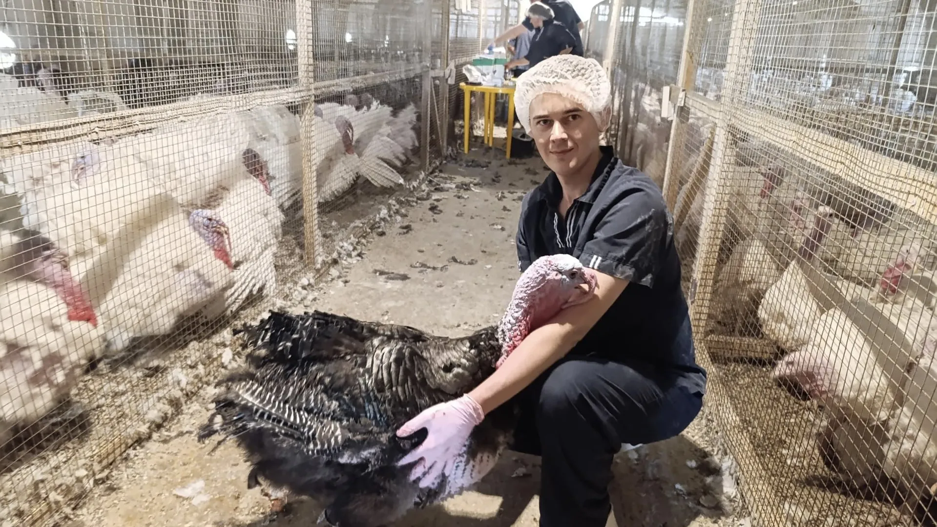 Фото: ФГБНУ ФИЦ ВИЖ им. Л.К. Эрнста