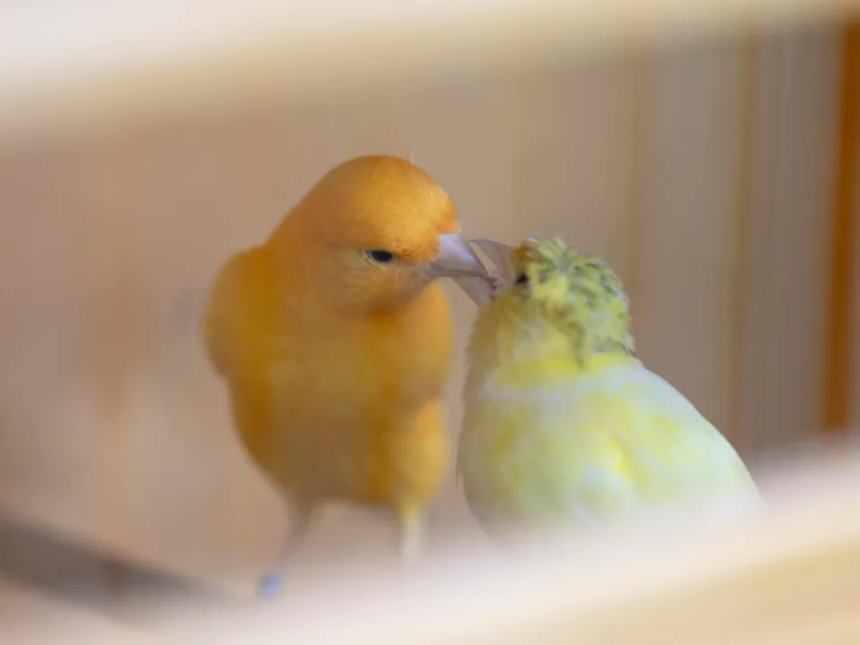 Фото: Государственный музей-заповедник «Зарайский кремль»