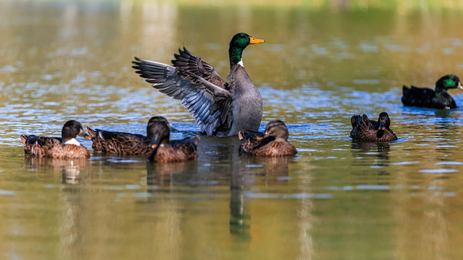 Экоферма «Шипчик» в г. о. Шаховская