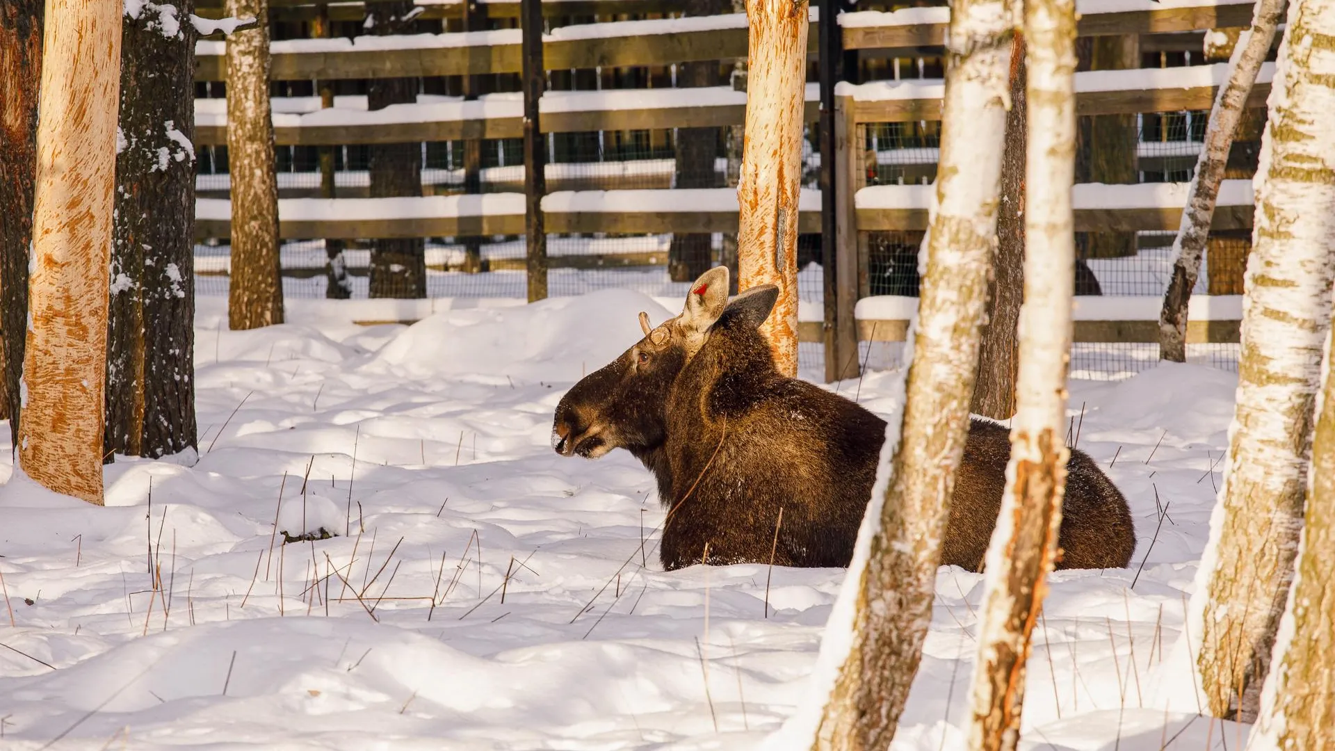 медиасток.рф