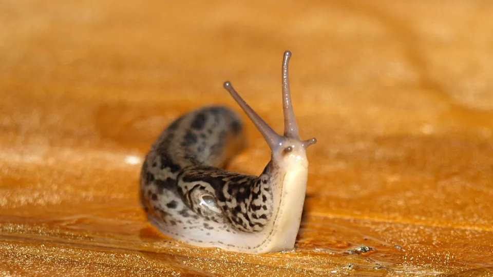 Фото: pxhere.com