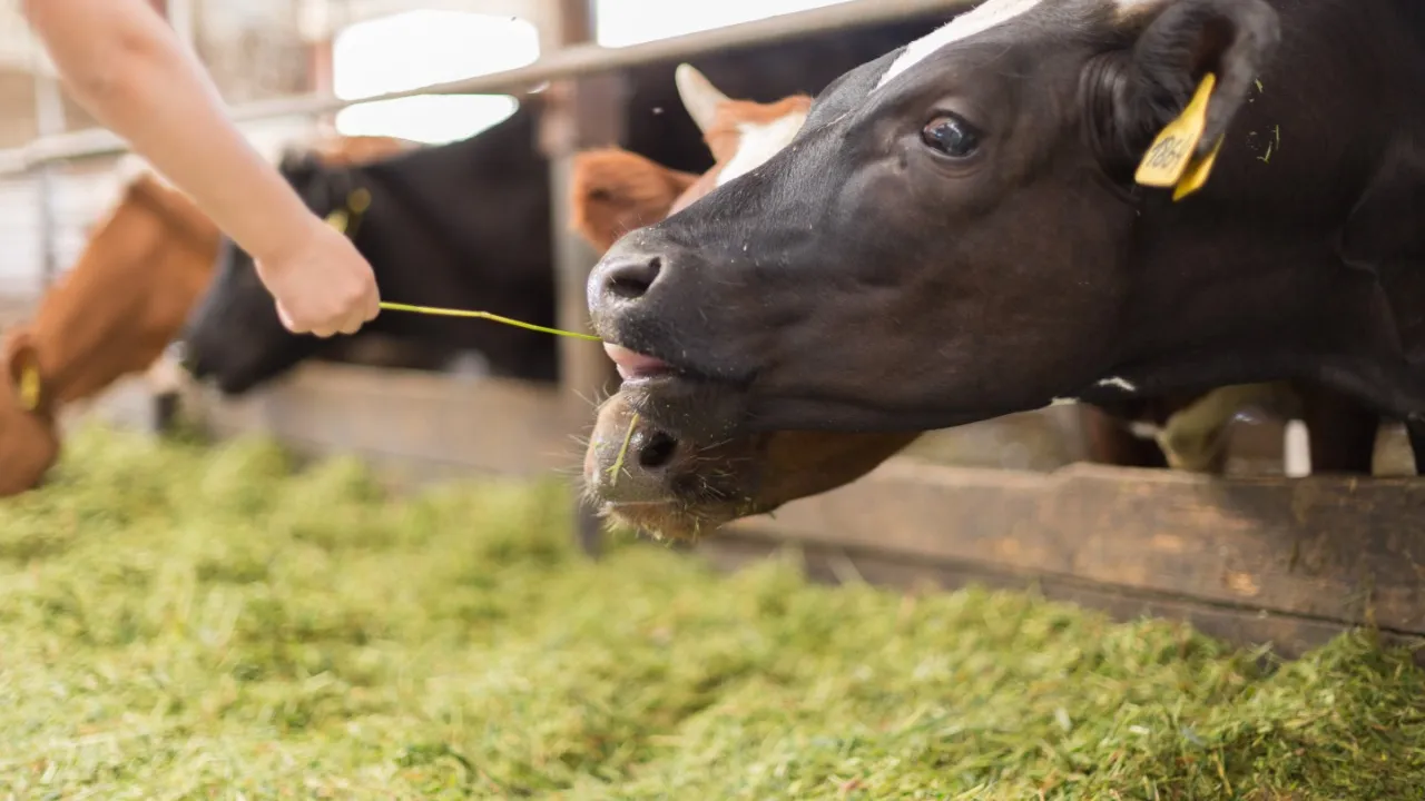Фото: Минсельхозпрод МО