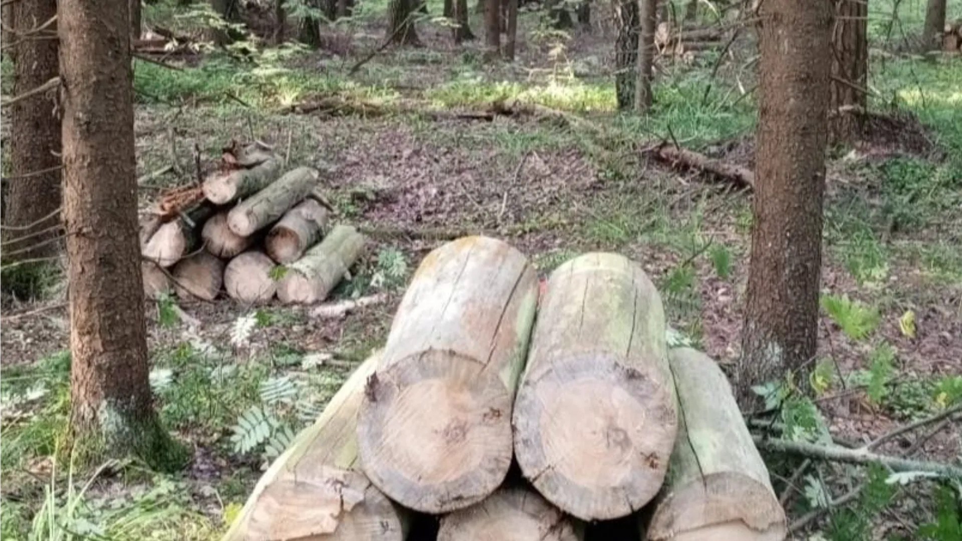 Фото: Орехово-Зуевский филиал ГАУ МО «Мособллес»