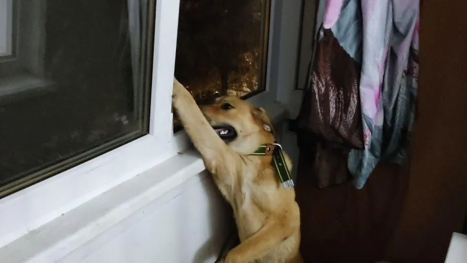 ГКУ МО "Мособлпожспас"