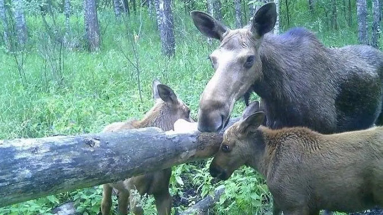 Фото: Министерство экологии и природопользования МО