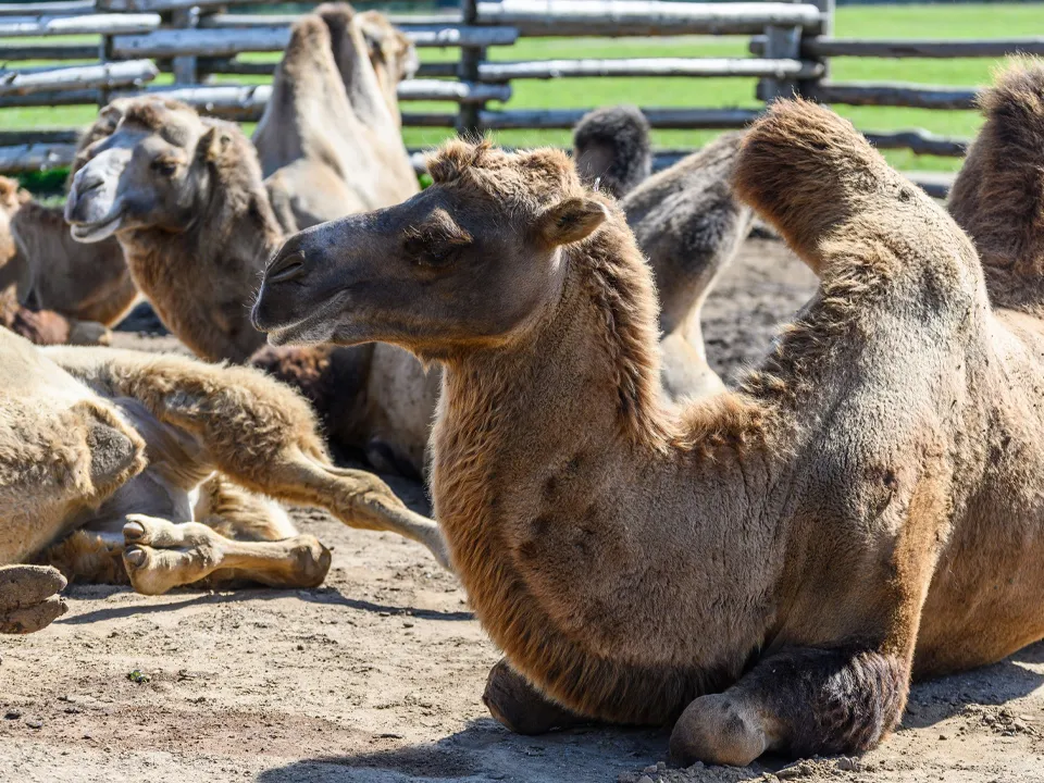 Фото: медиасток.рф