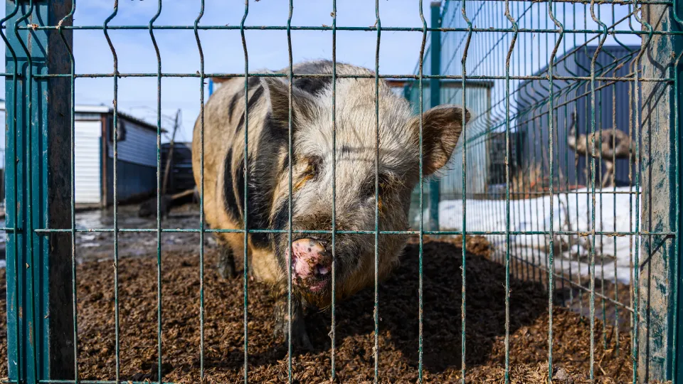Фото: медиасток.рф