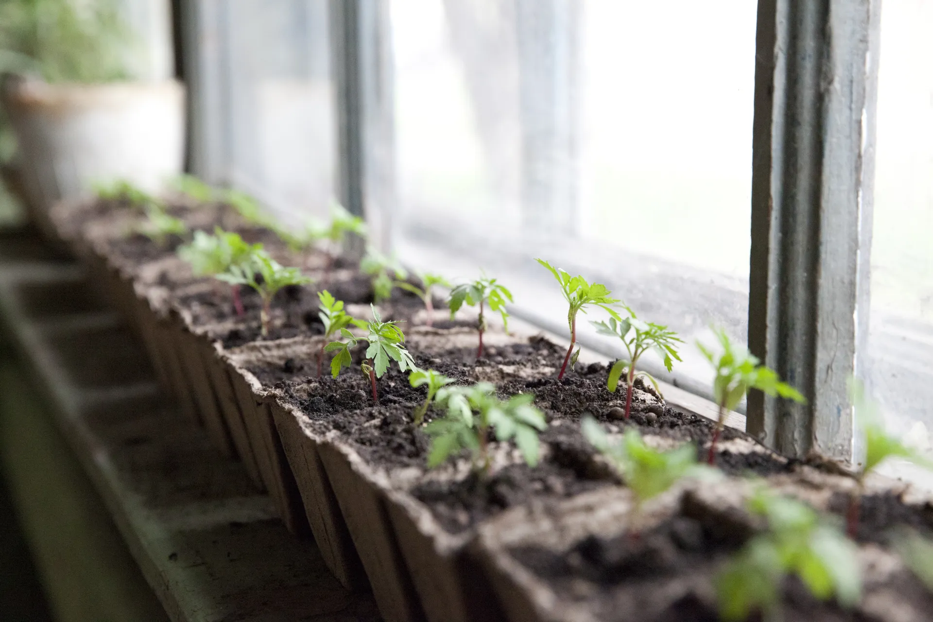 Рассада на подоконнике