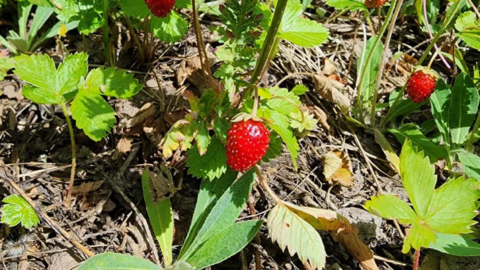 Фото: МедиаБанк Подмосковья/Анастасия Хренкова