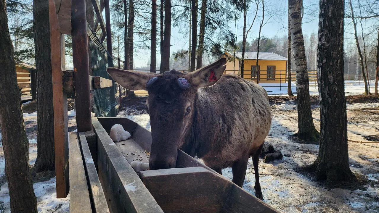 МедиаБанк Подмосковья/Валерия Исаева