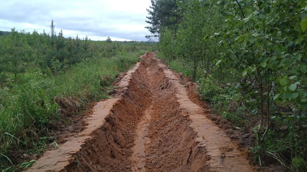 Фото: Шатурское лесничество