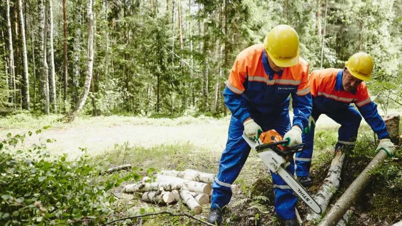 На 82% выполнили план по расчистке просек вдоль ЛЭП в Подмосковье