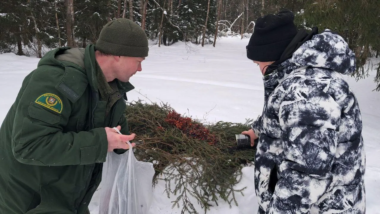 Волоколамское лесничество