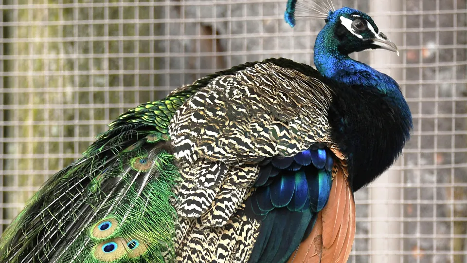 Фото: РИА Новости/Виталий Аньков