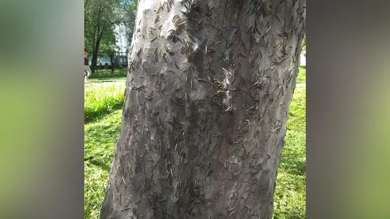 Нашествие миллионов гусениц зафиксировали в Подмосковье