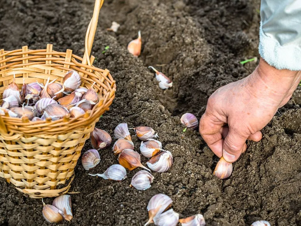 Фото: istockphoto.com/alicjane