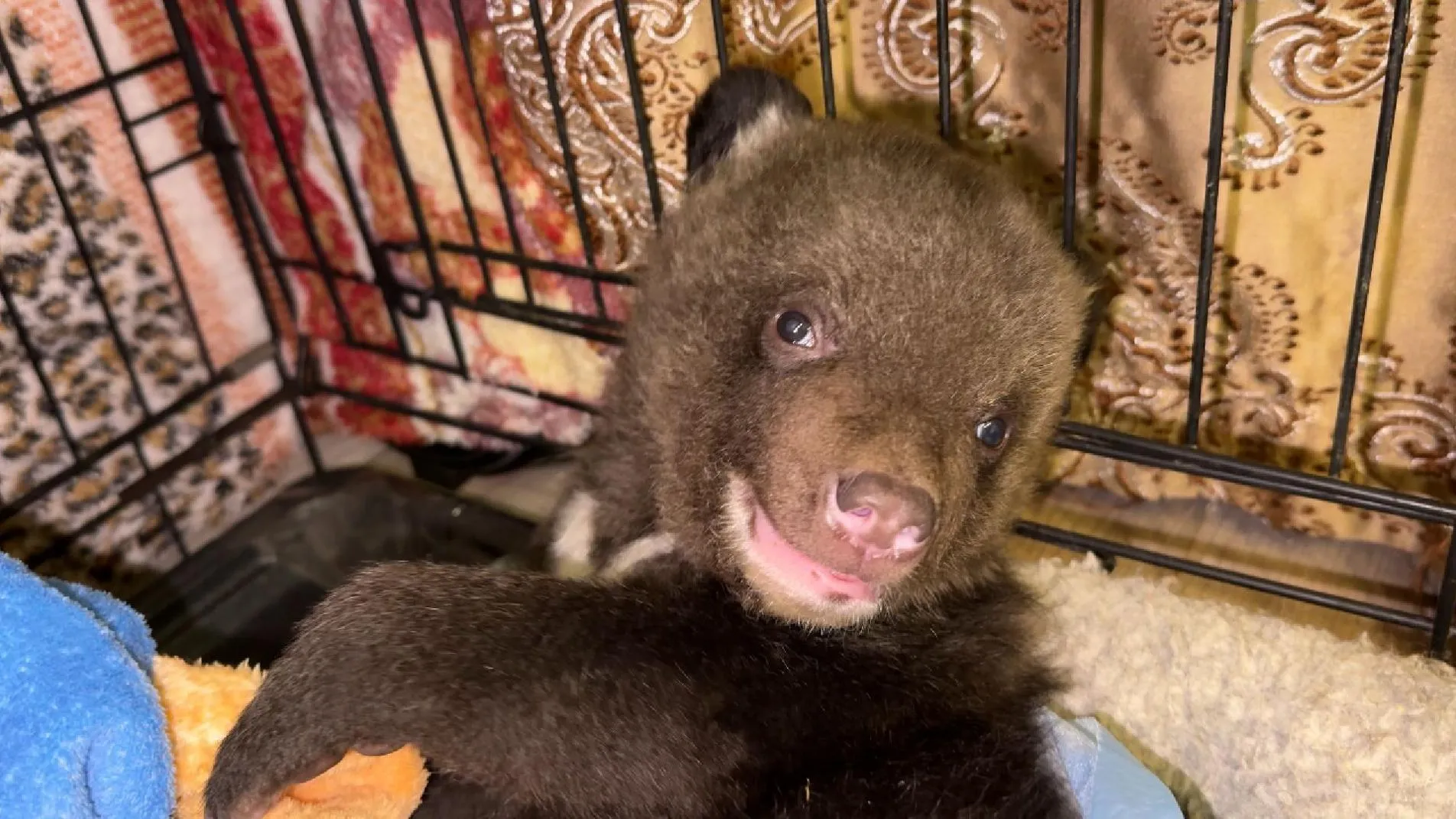 МедиаБанк Подмосковья/Данила Кирьянов