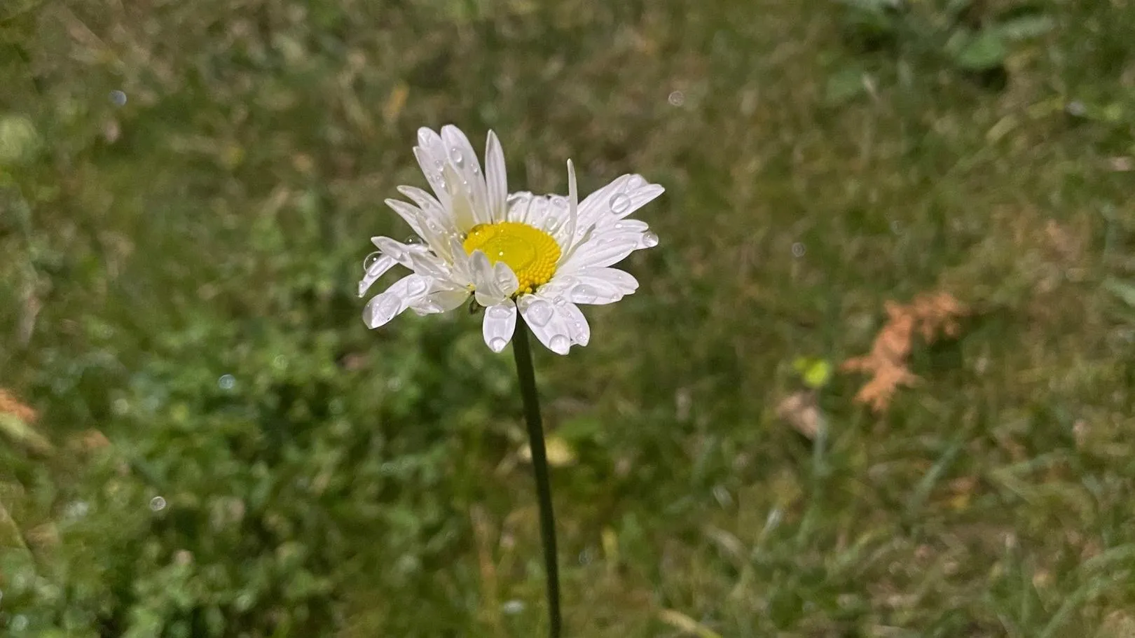 Фото: Подслушано Истра (новая) / ВКонтакте