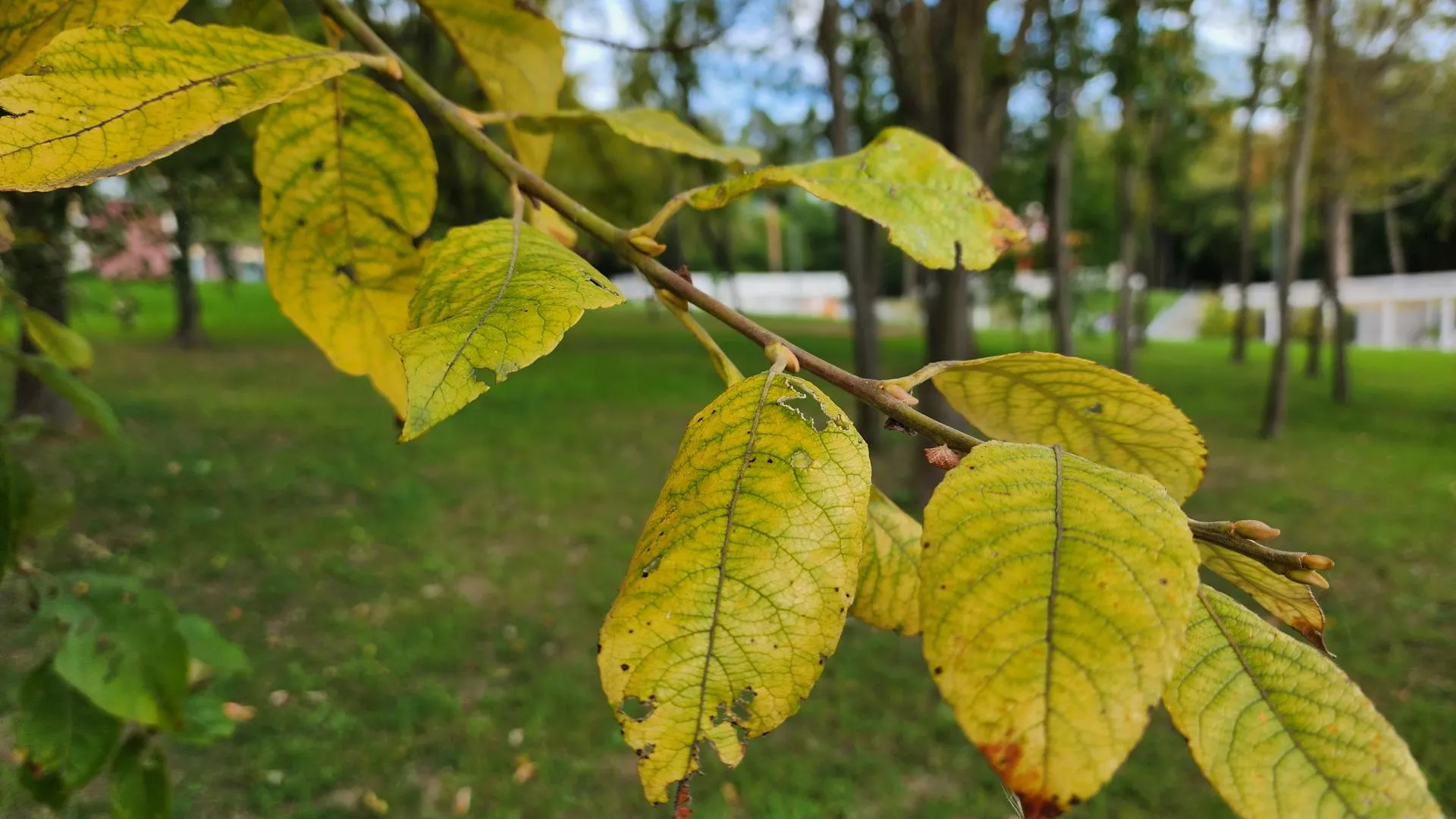 Светлана Плотникова