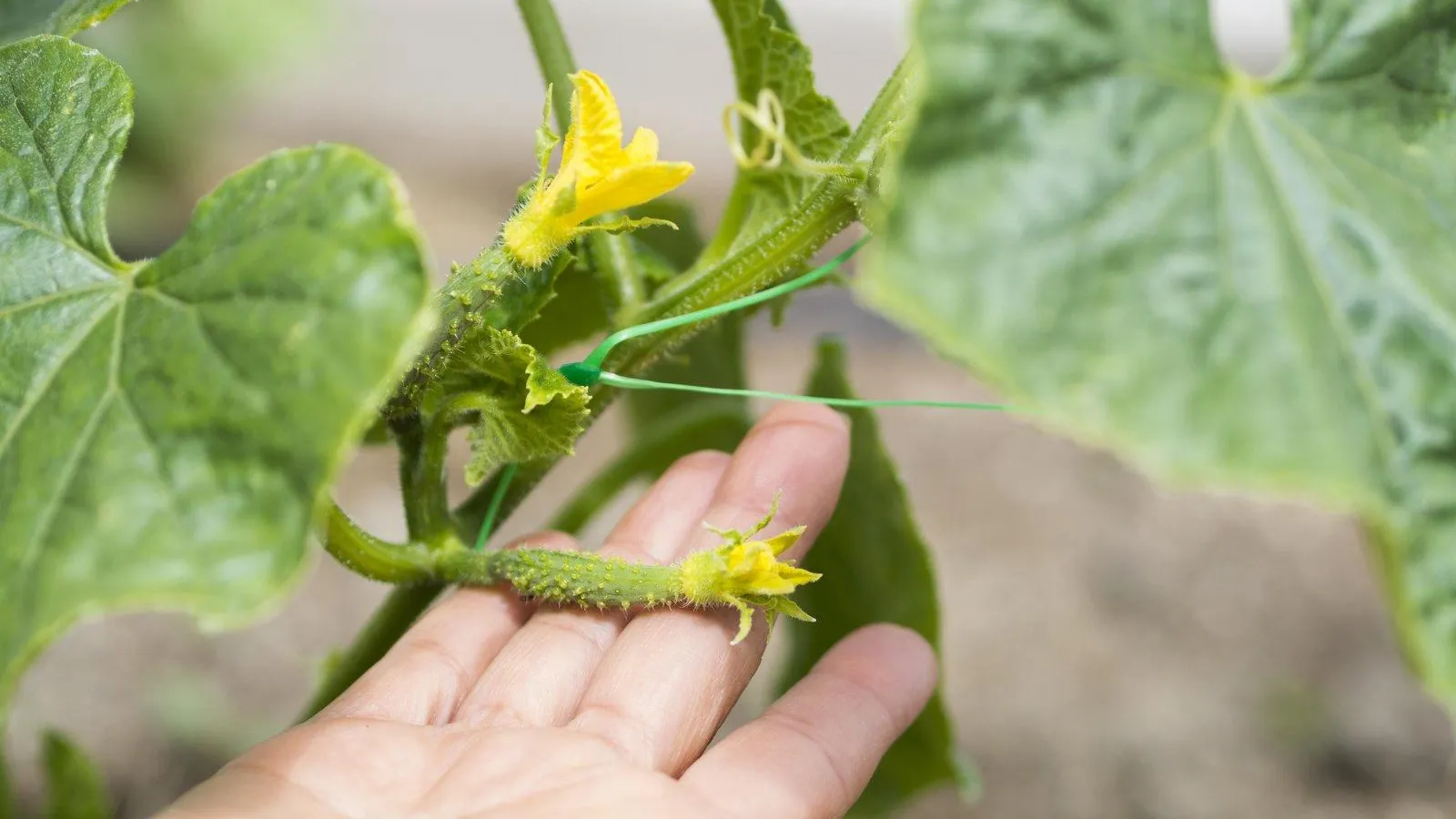 медиасток.рф