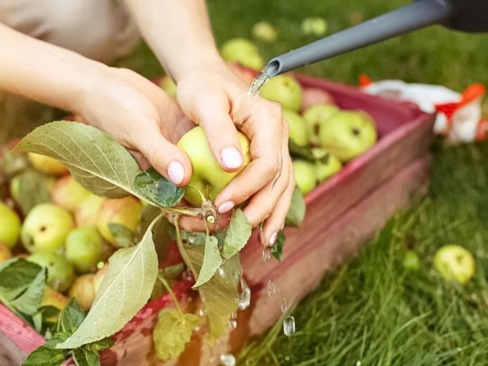 Пастила и не только: нутрициолог рассказала, как наиболее полезно «расправиться» с заготовками из яблок