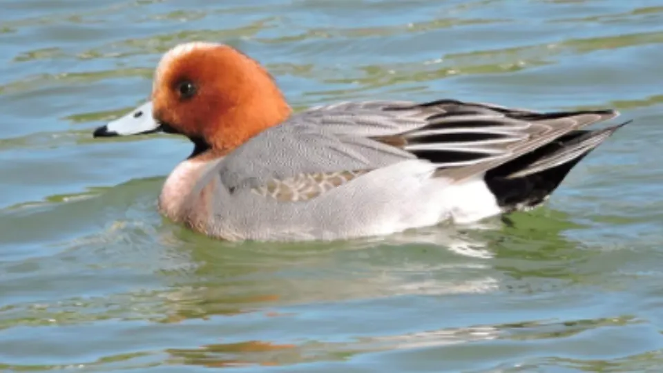 Фото: пресс-служба Департамента природопользования и охраны окружающей среды города Москвы