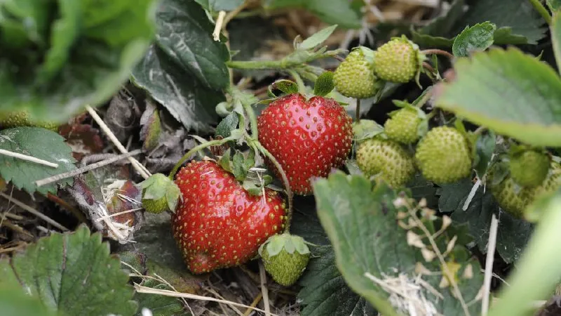 Фото: медиасток.рф