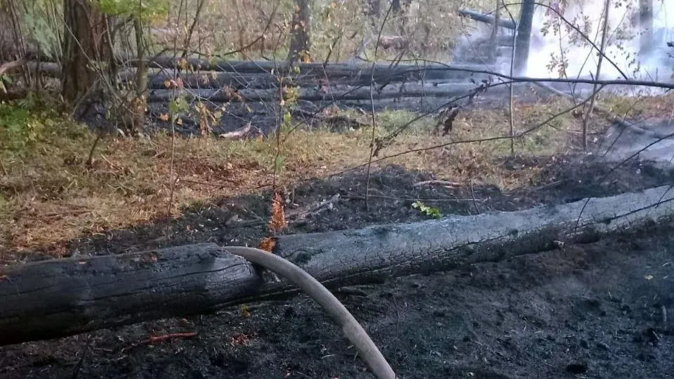 Фото: Комитет лесного хозяйства Московской области