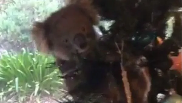 В Австралии коалу обнаружили на рождественской елке