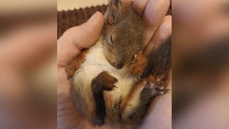 Волонтер из Химок ухаживает за белкой-инвалидом